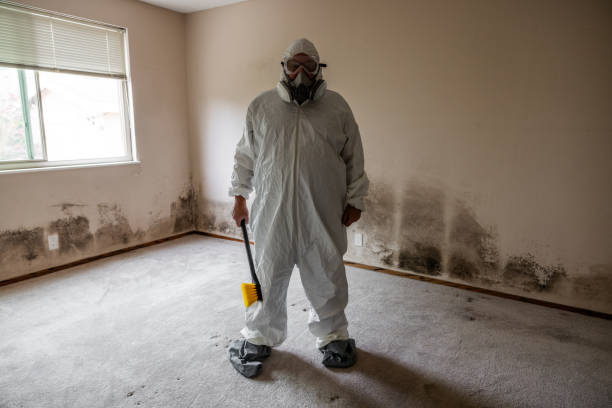 Best White Mold Remediation in USA